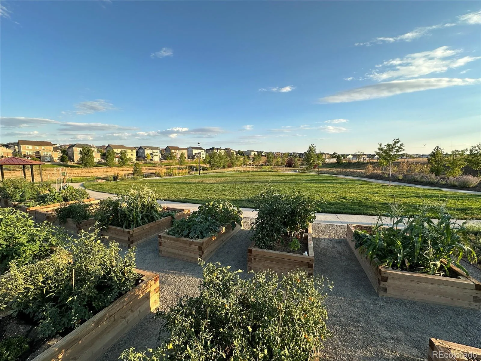 12759 Tamarac Street Thornton CO 80602 | MLS #REC1638695 06092026190550 1600 25
