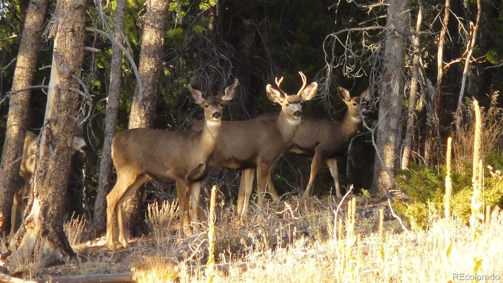 93 Gross Dam Road Golden CO 80403 | MLS #REC1706608 04082026060800 1600 8