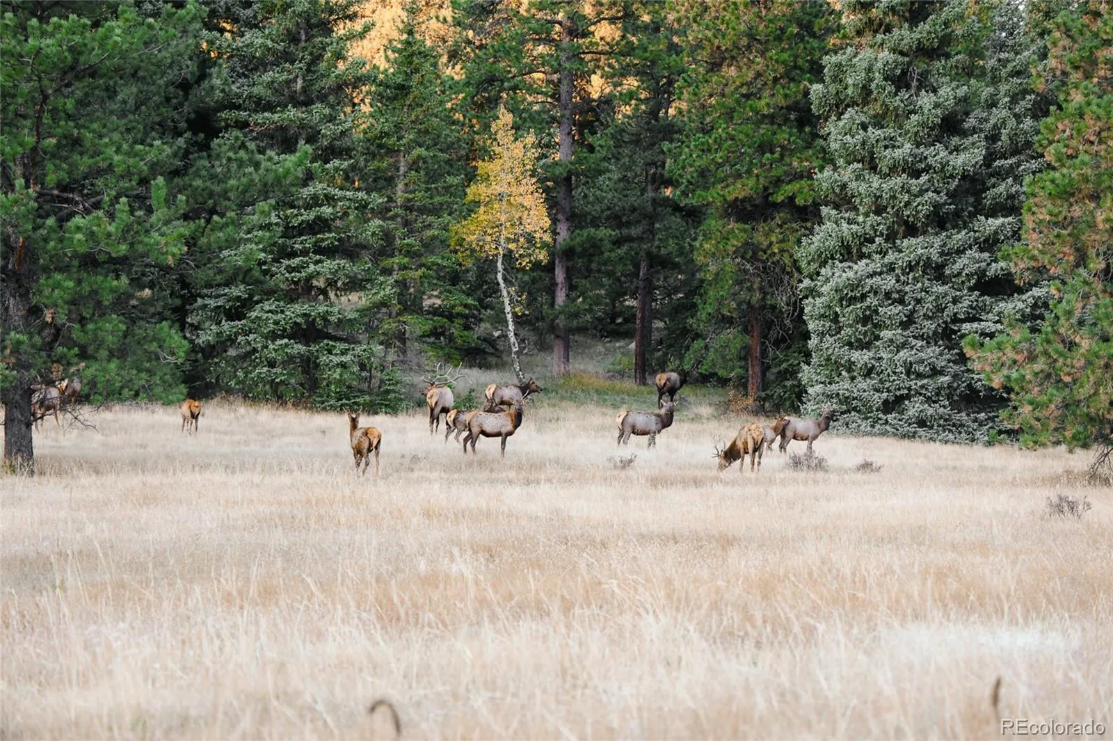 Upper Bear Creek Road Evergreen CO 80439 | MLS #REC1754229 05012026043632 1600 1