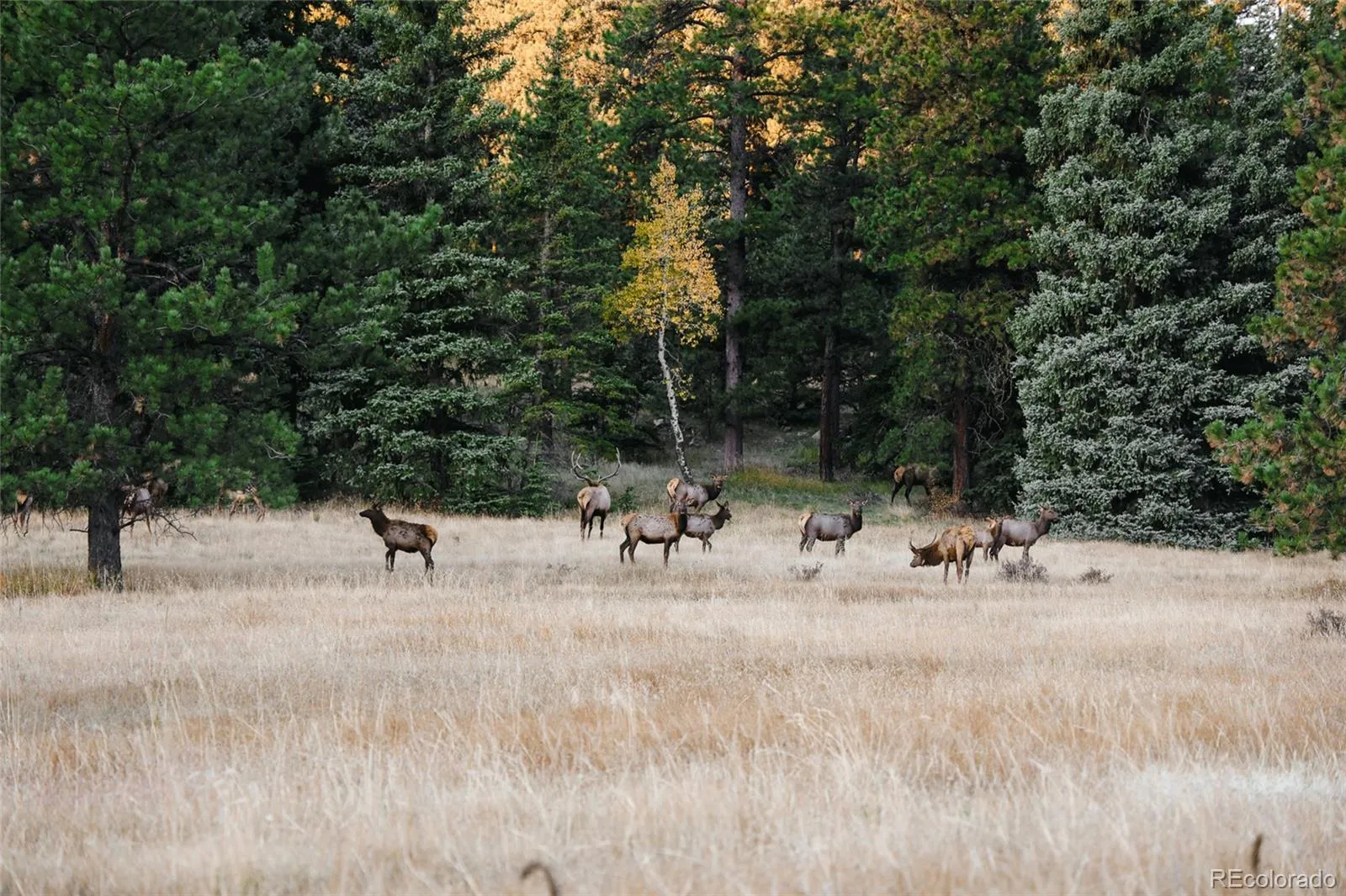 Upper Bear Creek Road Evergreen CO 80439 | MLS #REC1754229 05012026043632 1600 2