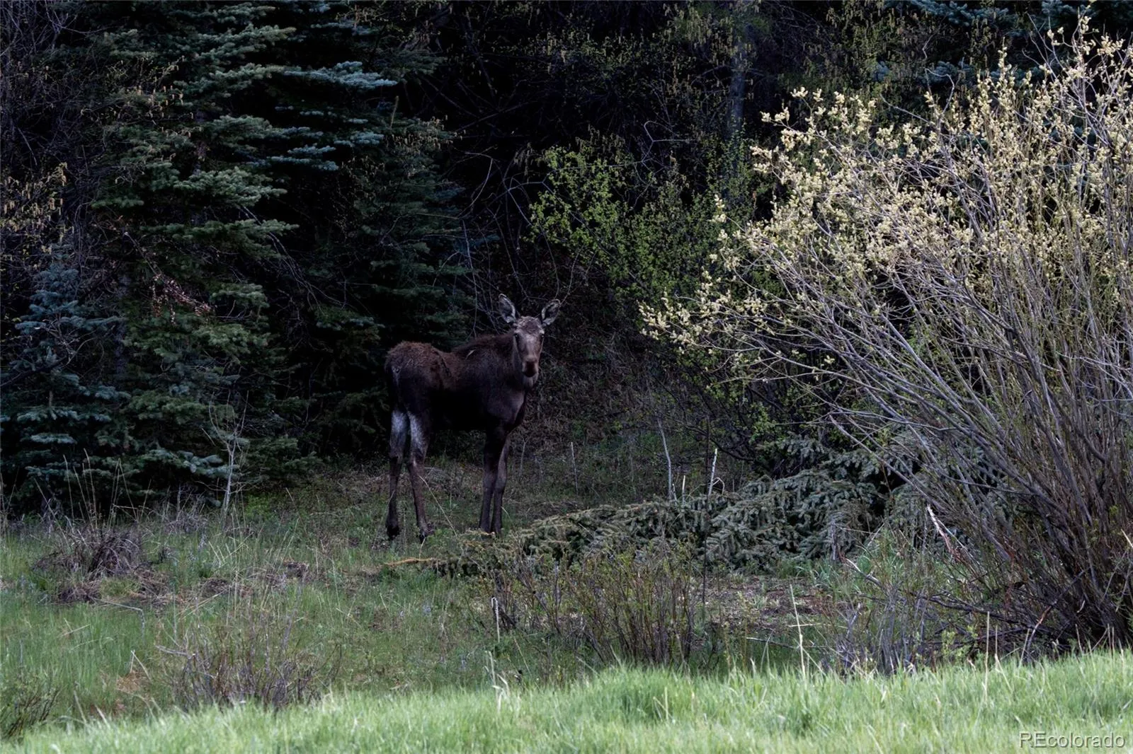 Upper Bear Creek Road Evergreen CO 80439 | MLS #REC1754229 05012026043632 1600 5