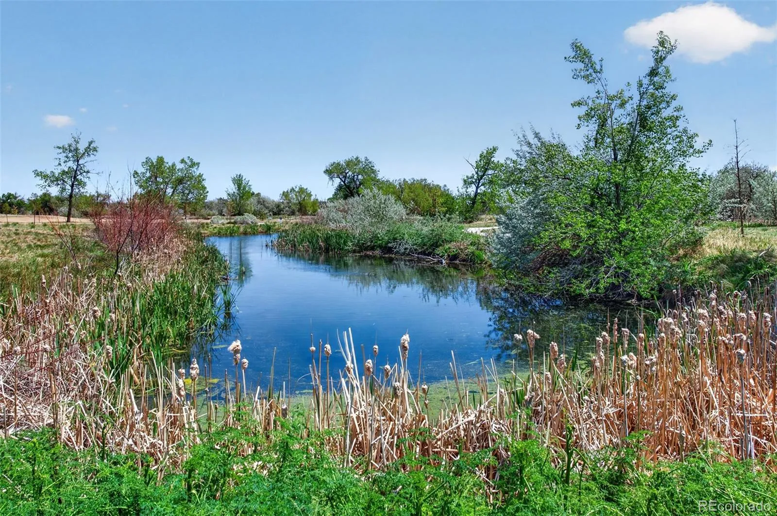 12254 W 56th Place Arvada CO 80002 MLS #REC1796625 05112026183440 1600 44