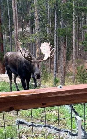 65 Apache Road Evergreen CO 80439 | MLS #REC1974738 07272026033424 640 25