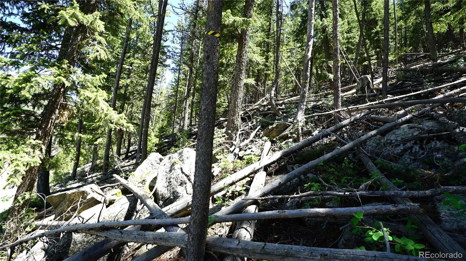 000 Saddleback Drive Evergreen CO 80439 | MLS #REC2150144 06122026200403 1600 1