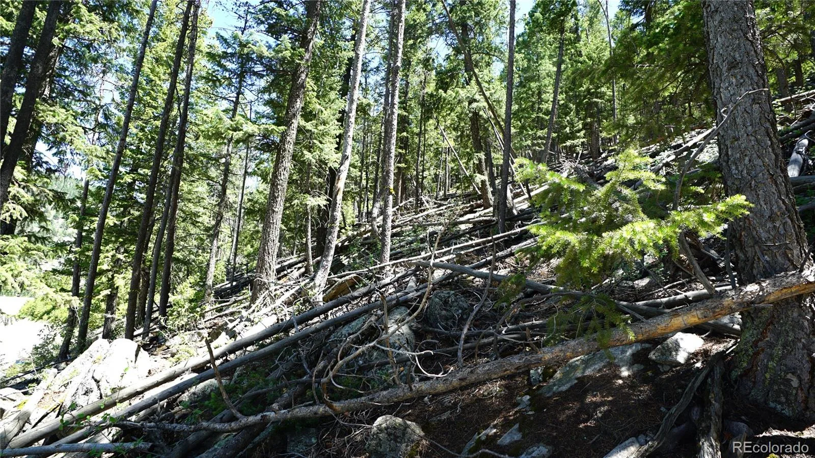 000 Saddleback Drive Evergreen CO 80439 | MLS #REC2150144 06122026200403 1600 3