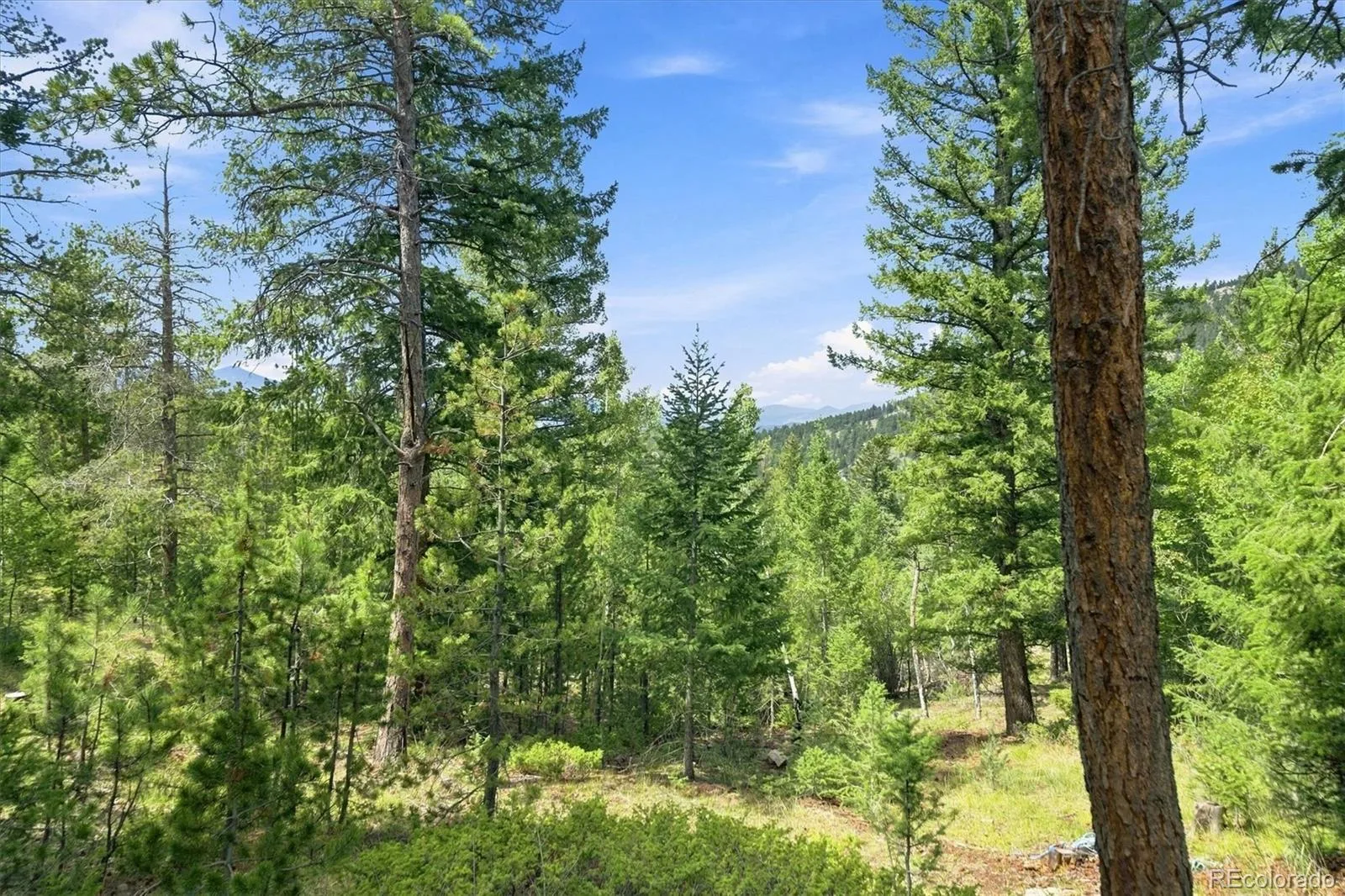 5581 Northwood Drive Evergreen CO 80439 | MLS #REC2190003 08262026191907 1600 48