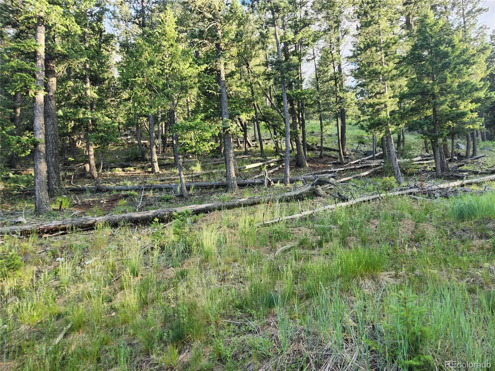 900 Elk Valley Drive Evergreen CO 80439 MLS #REC2247699 06242025010416 1600 43