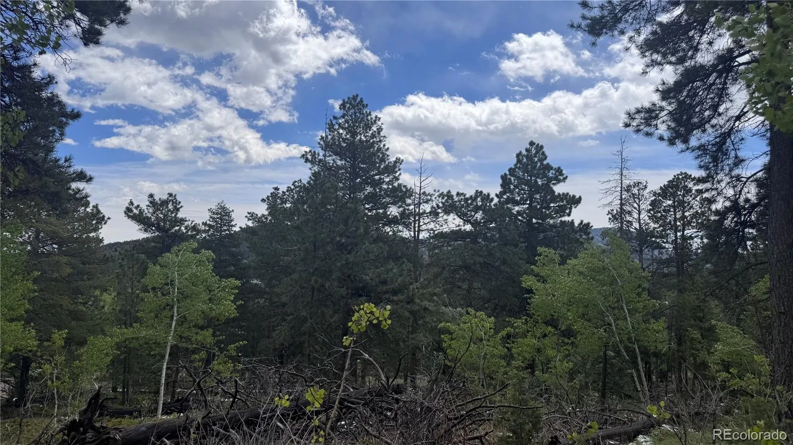 717 Crescent Lake Road Golden CO 80403 | MLS #REC2393807 06032026221712 1600 14