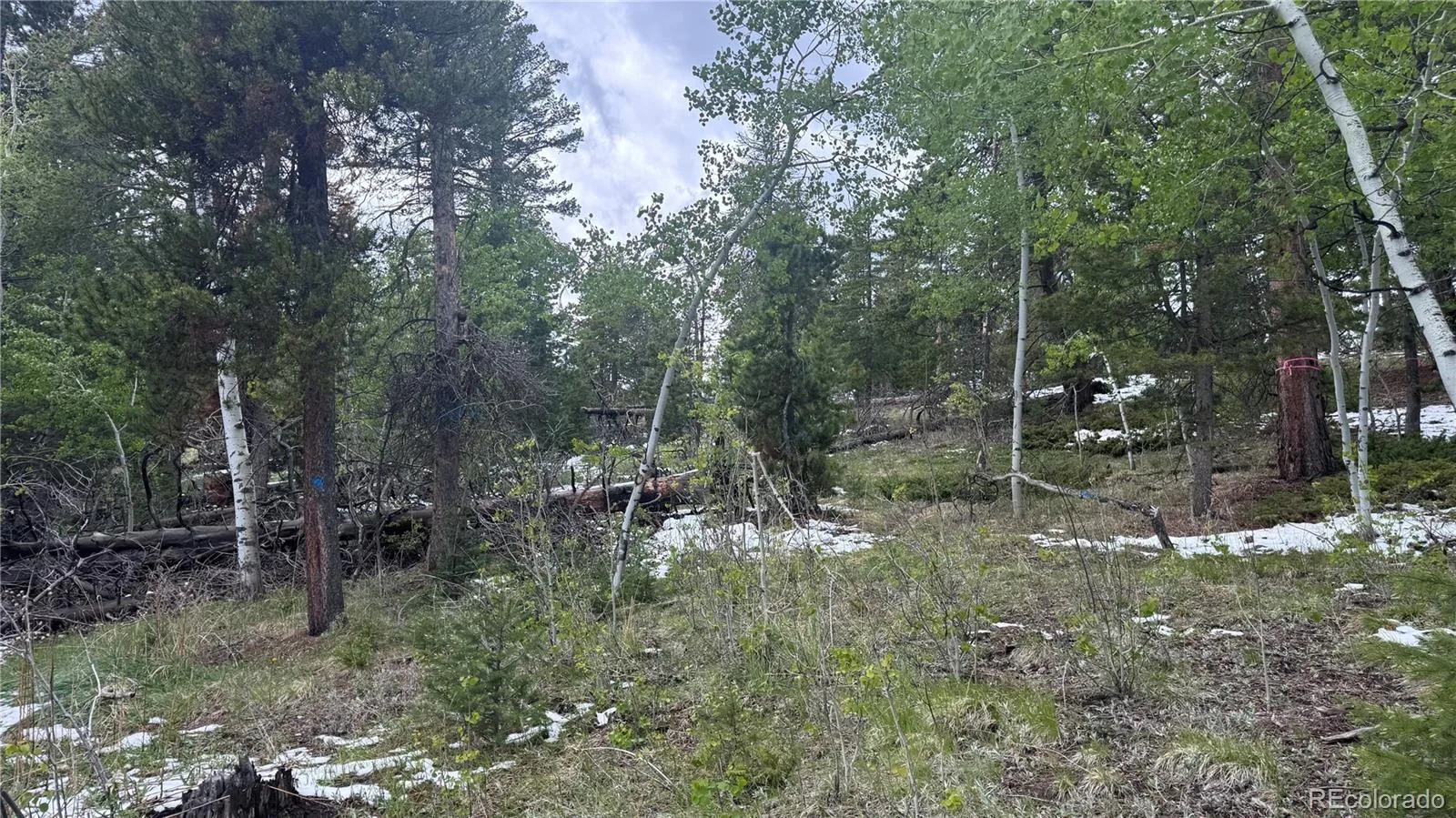 717 Crescent Lake Road Golden CO 80403 | MLS #REC2393807 06032026221712 1600 16