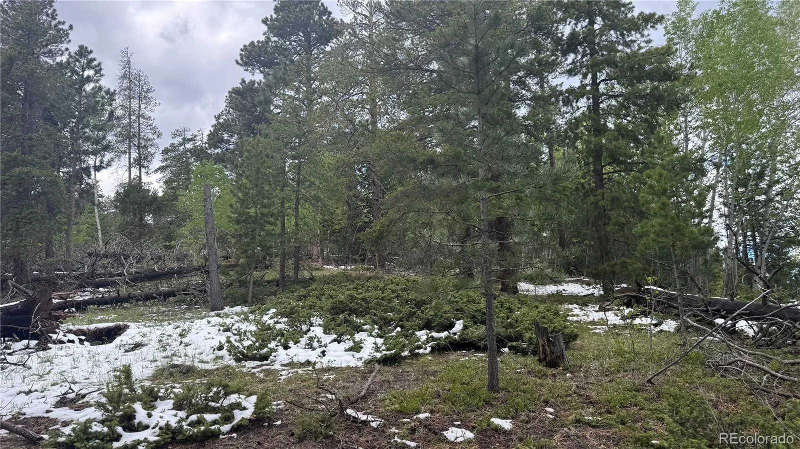 717 Crescent Lake Road Golden CO 80403 | MLS #REC2393807 06032026221712 1600 18