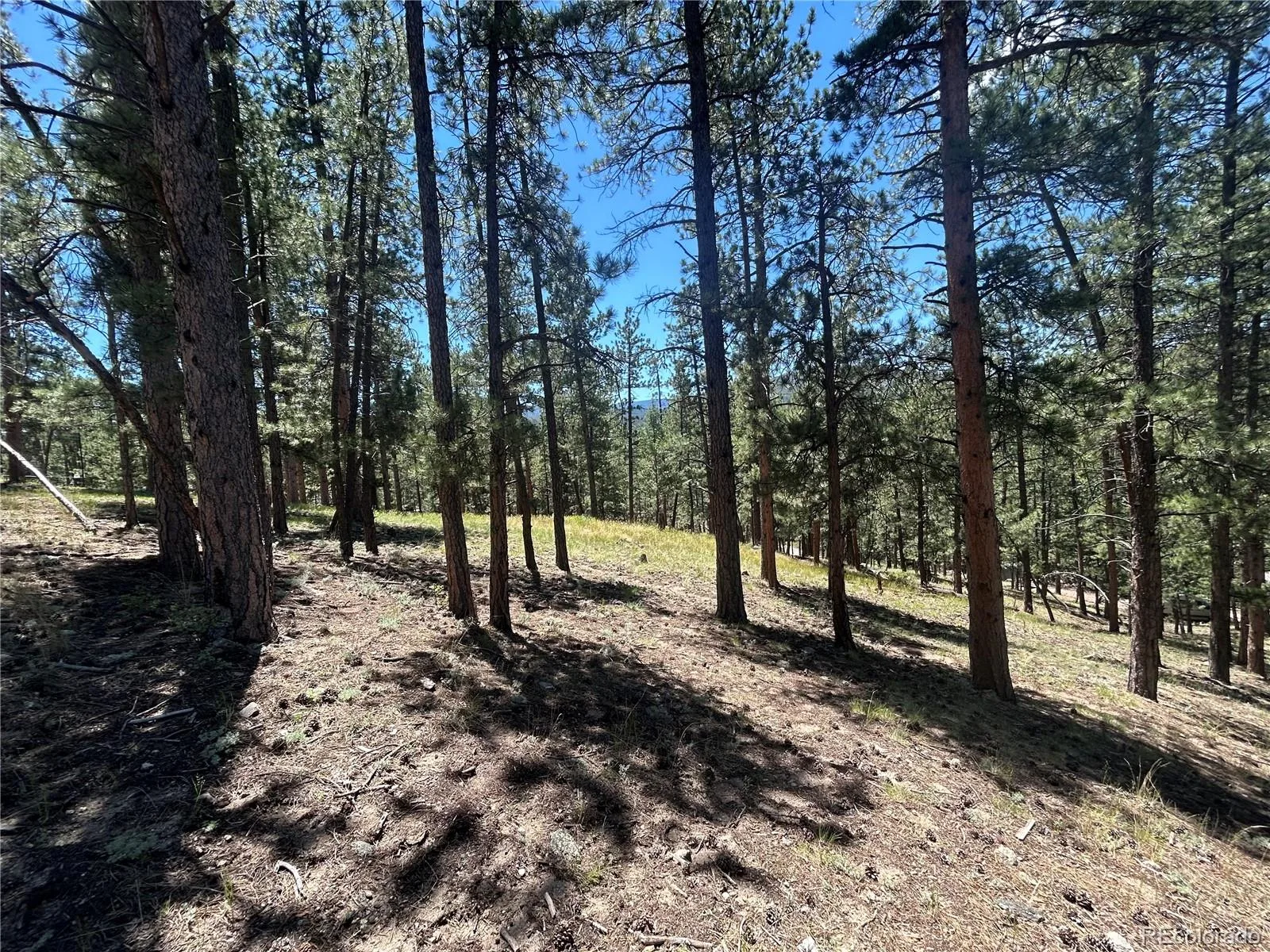 pine Pine Evergreen CO 80439 | MLS #REC2409364 06292026225745 1600 2