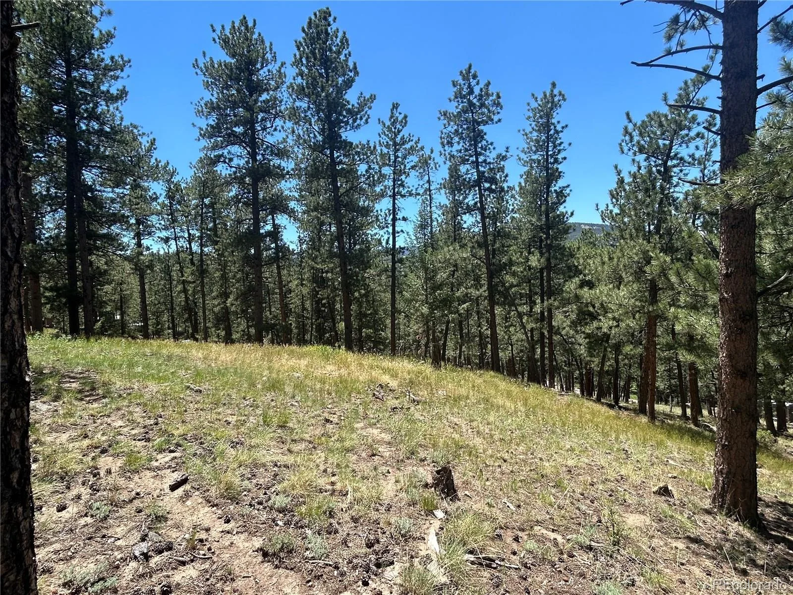 pine Pine Evergreen CO 80439 | MLS #REC2409364 06292026225745 1600 3