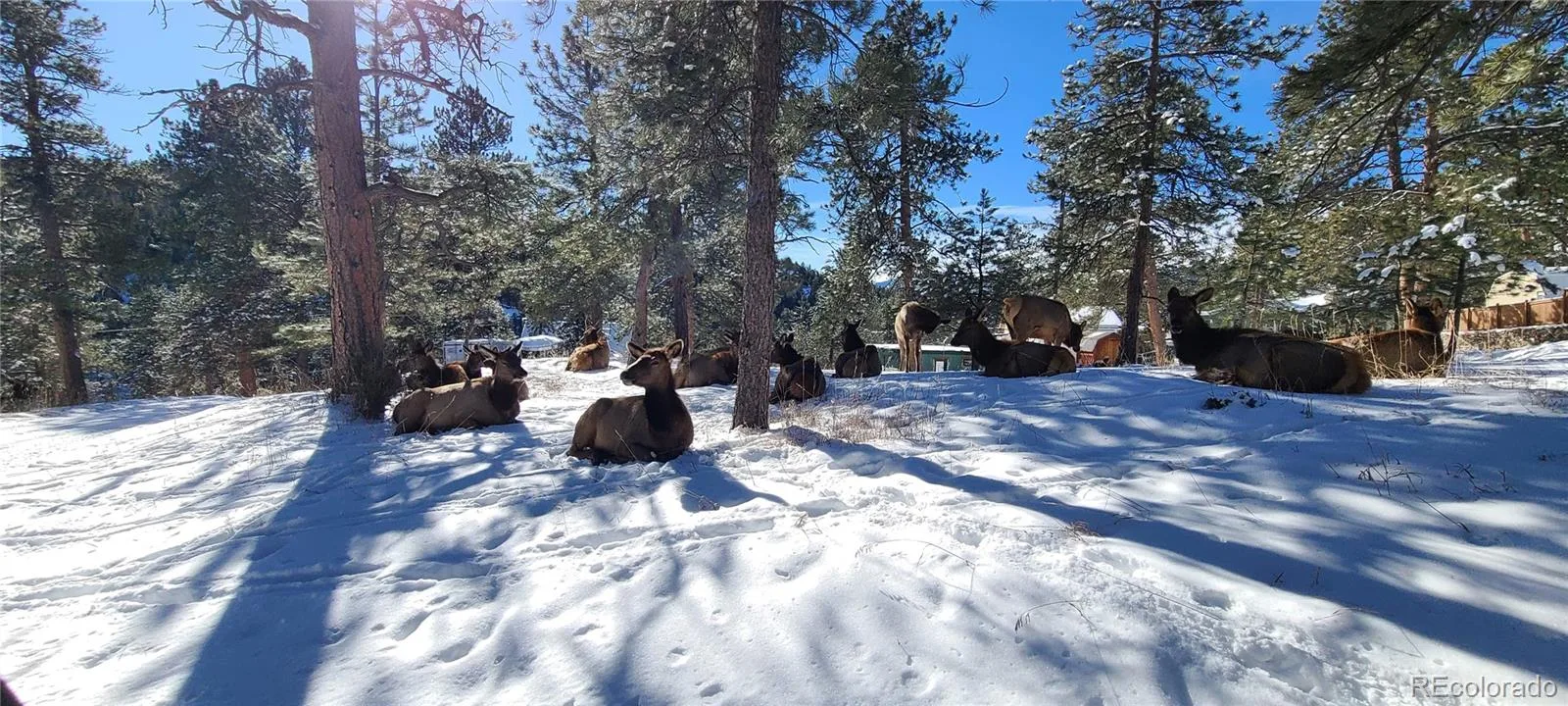 27901 Pine Drive Evergreen CO 80439 | MLS #REC2804813 08212026205741 1600 27