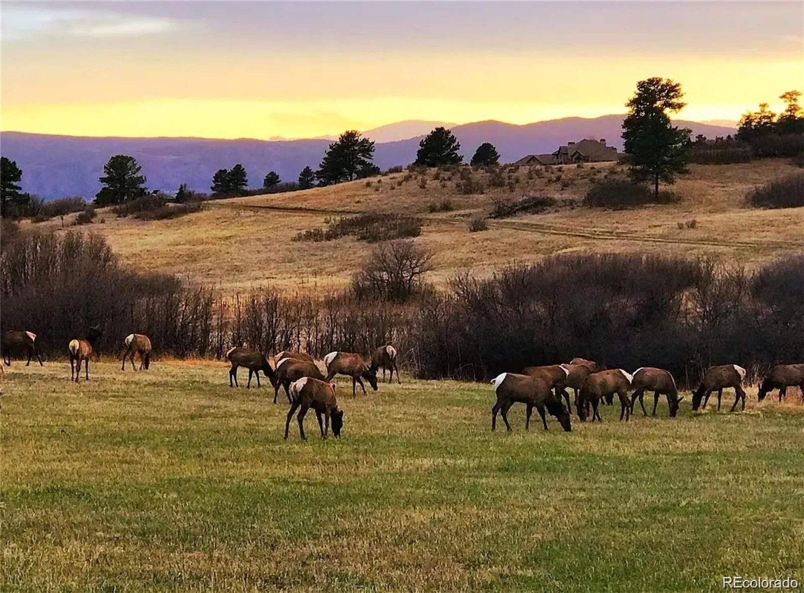 3209 Country Club Parkway Castle Rock CO 80108 MLS #REC2987906 05122026160642 1600 44