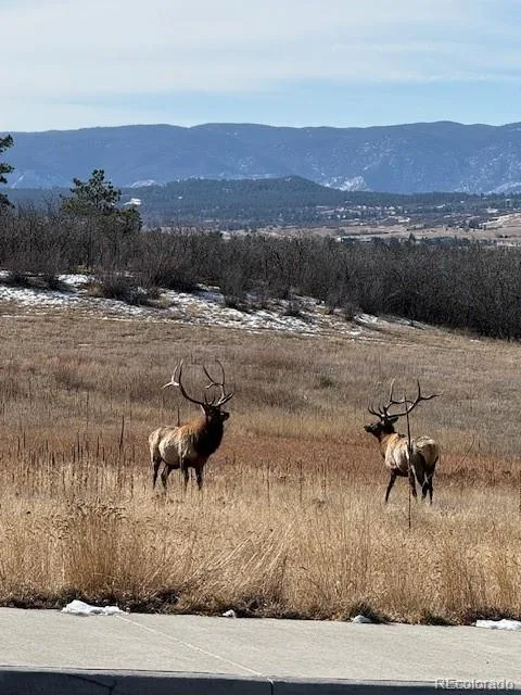 3248 Mccracken Lane Castle Rock CO 80104 | MLS #REC3027023 07012026043521 480 26