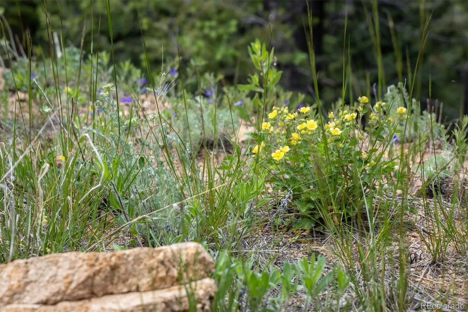 1259 Chute Road Golden CO 80403 | MLS #REC3141881 07082026221818 1600 18