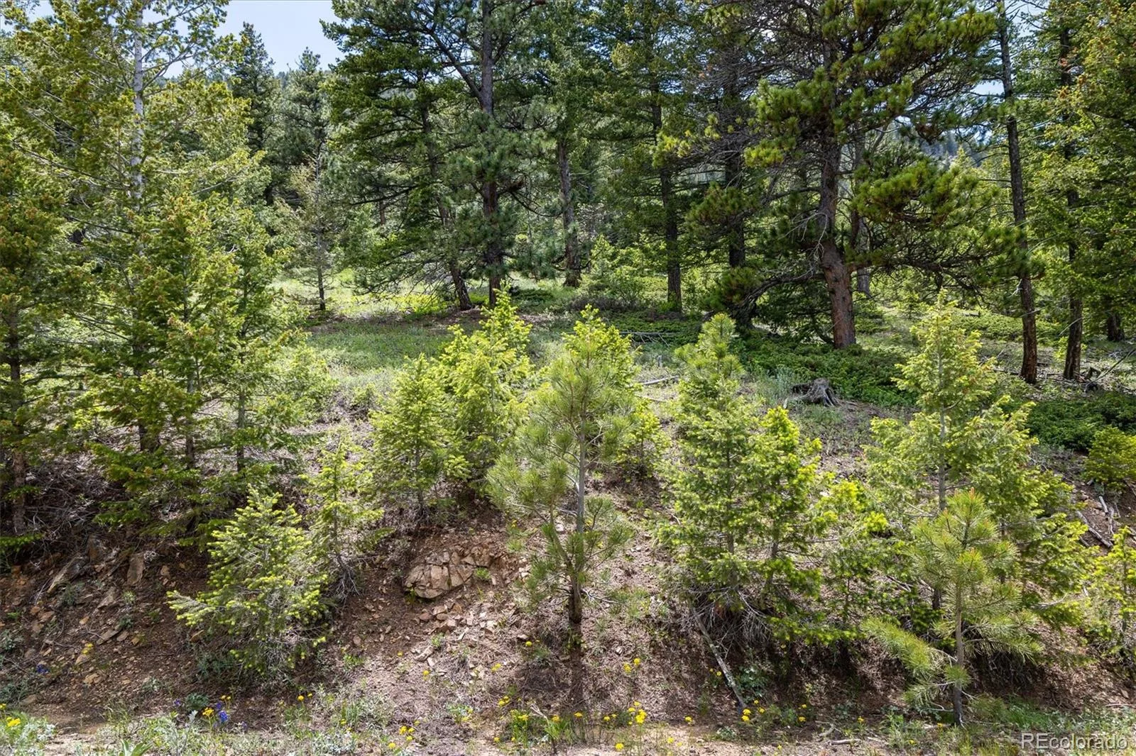 1259 Chute Road Golden CO 80403 | MLS #REC3141881 07082026221818 1600 5