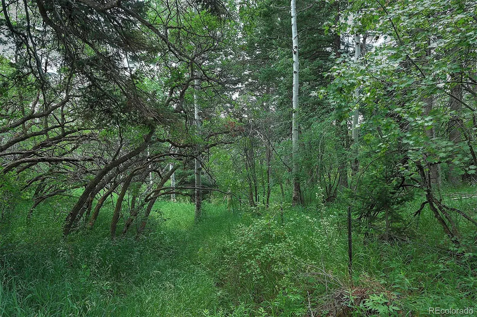13884 N Trail Circle Littleton CO 80127 | MLS #REC3177567 07252025040752 1600 12