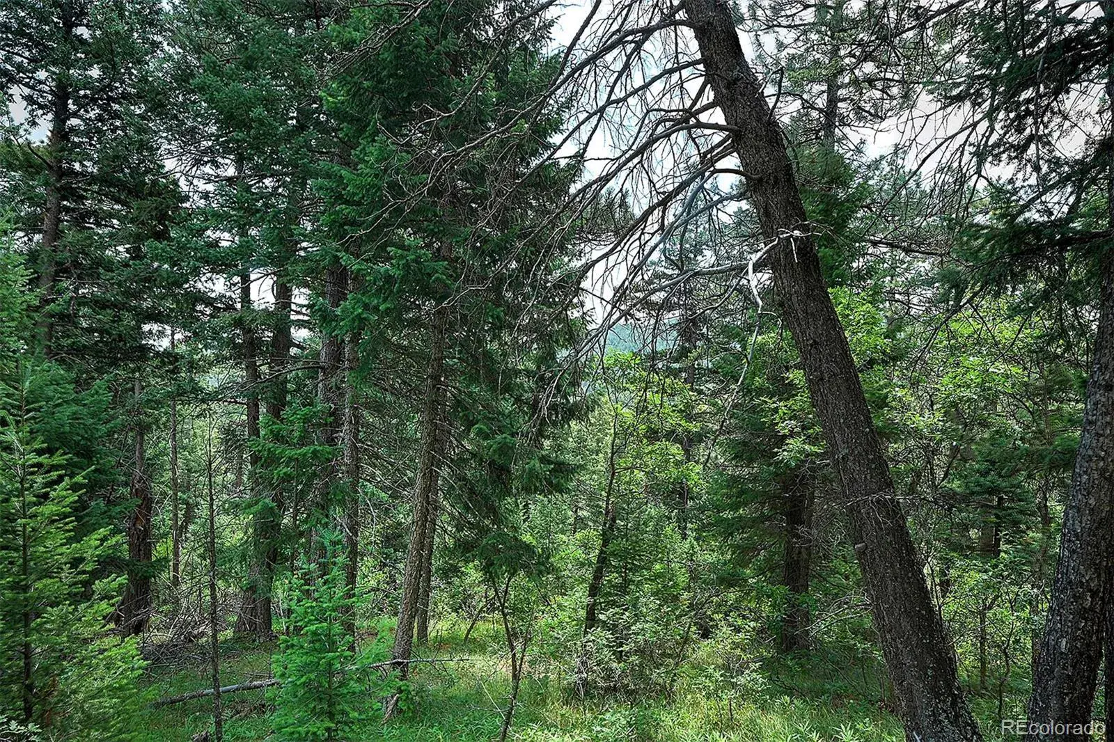 13884 N Trail Circle Littleton CO 80127 | MLS #REC3177567 07252025040752 1600 13