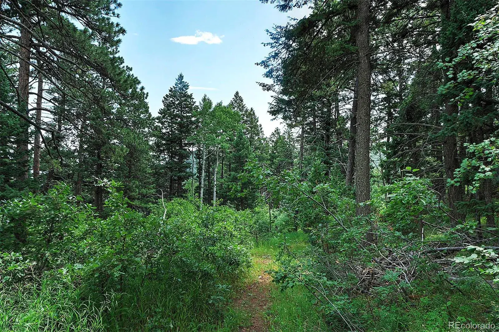 13884 N Trail Circle Littleton CO 80127 | MLS #REC3177567 07252025040752 1600 14
