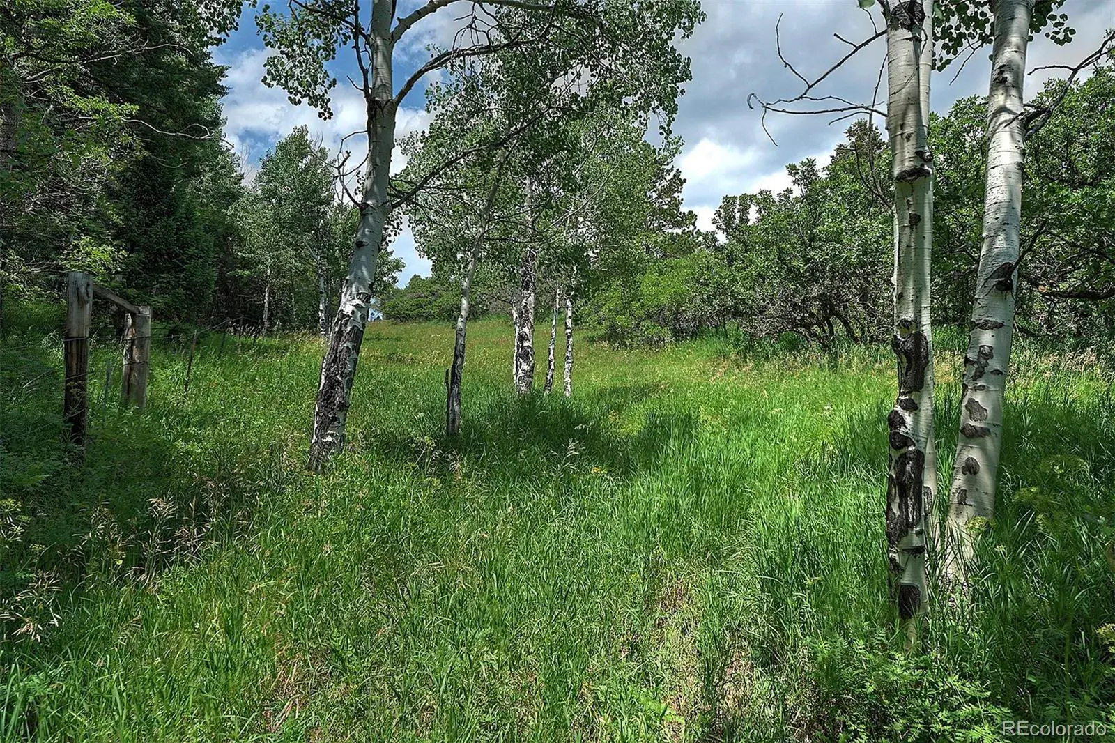 13884 N Trail Circle Littleton CO 80127 | MLS #REC3177567 07252025040752 1600 18