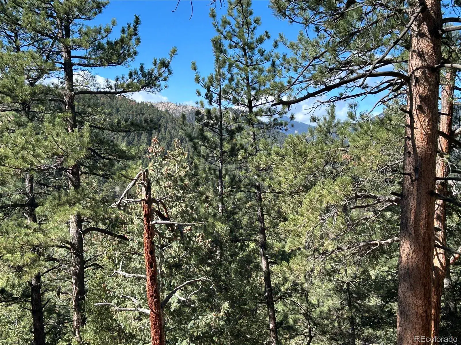 Pine Road Evergreen CO 80439 | MLS #REC3384914 02112026145412 1600 5