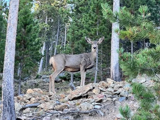 86 Yarrow Trail Evergreen CO 80439 | MLS #REC3414322 08282026202351 640 37