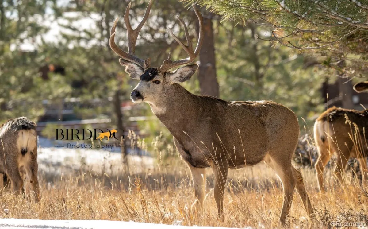 7905 Ponderosa Lane Parker CO 80138 | MLS #REC3491433 05092026022414 1200 45