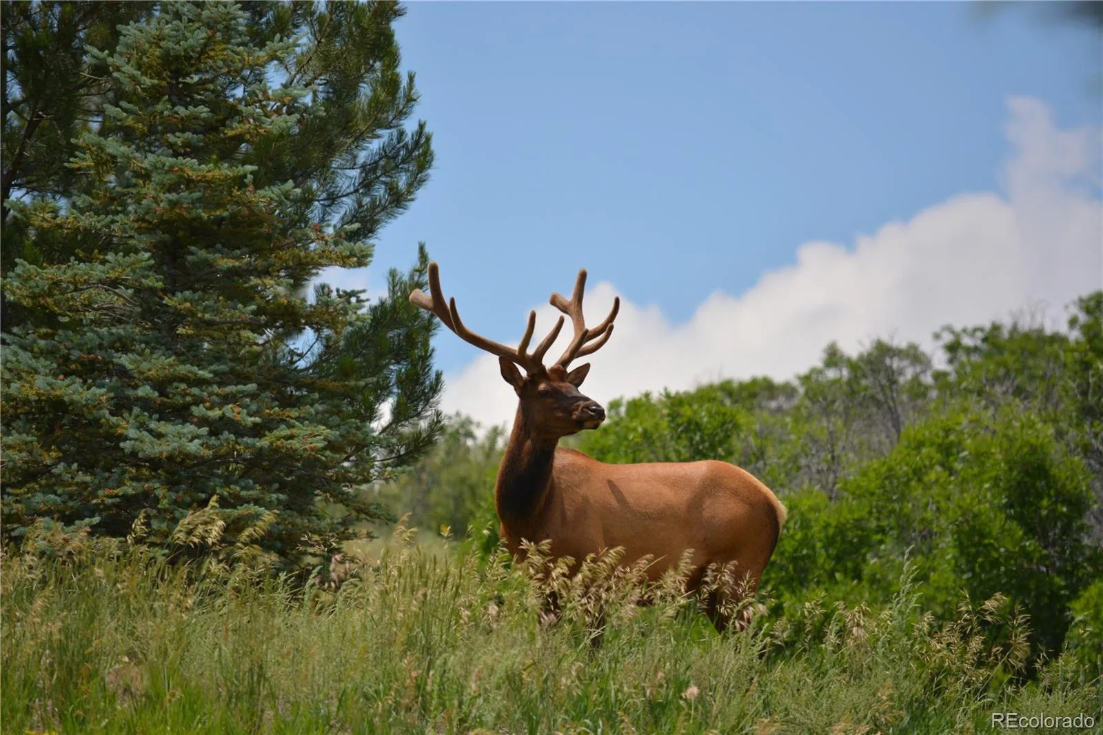 4367 Tallyrand Circle Castle Rock CO 80104 | MLS #REC3940674 07172026065140 1600 47