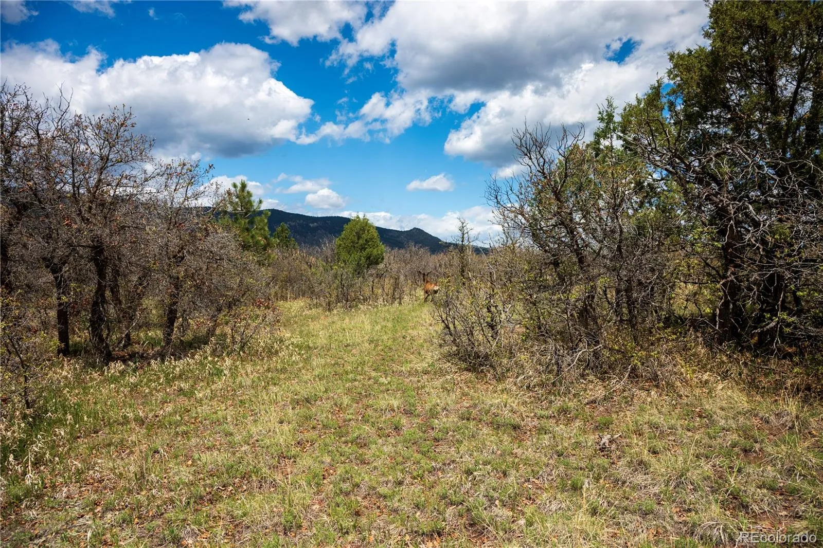 6128 Columbine Court Larkspur CO 80118 | MLS #REC4074062 05282026042547 1600 31