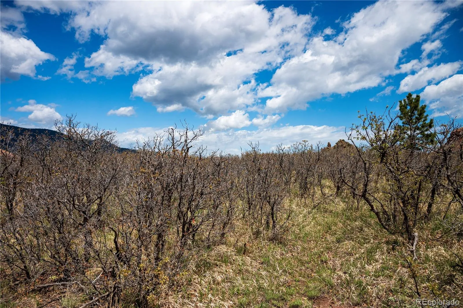 6128 Columbine Court Larkspur CO 80118 | MLS #REC4074062 05282026042547 1600 33