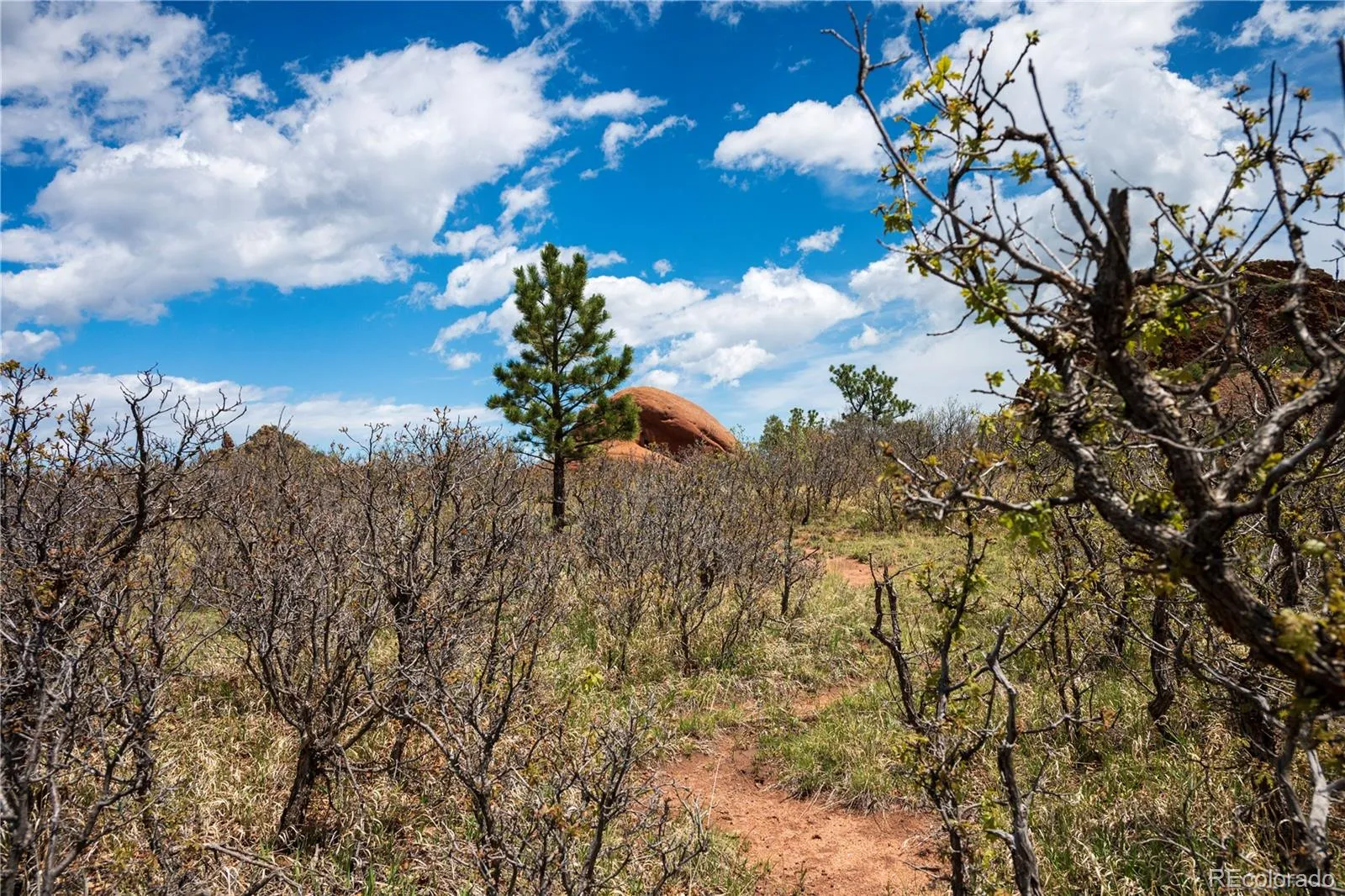 6128 Columbine Court Larkspur CO 80118 | MLS #REC4074062 05282026042547 1600 35