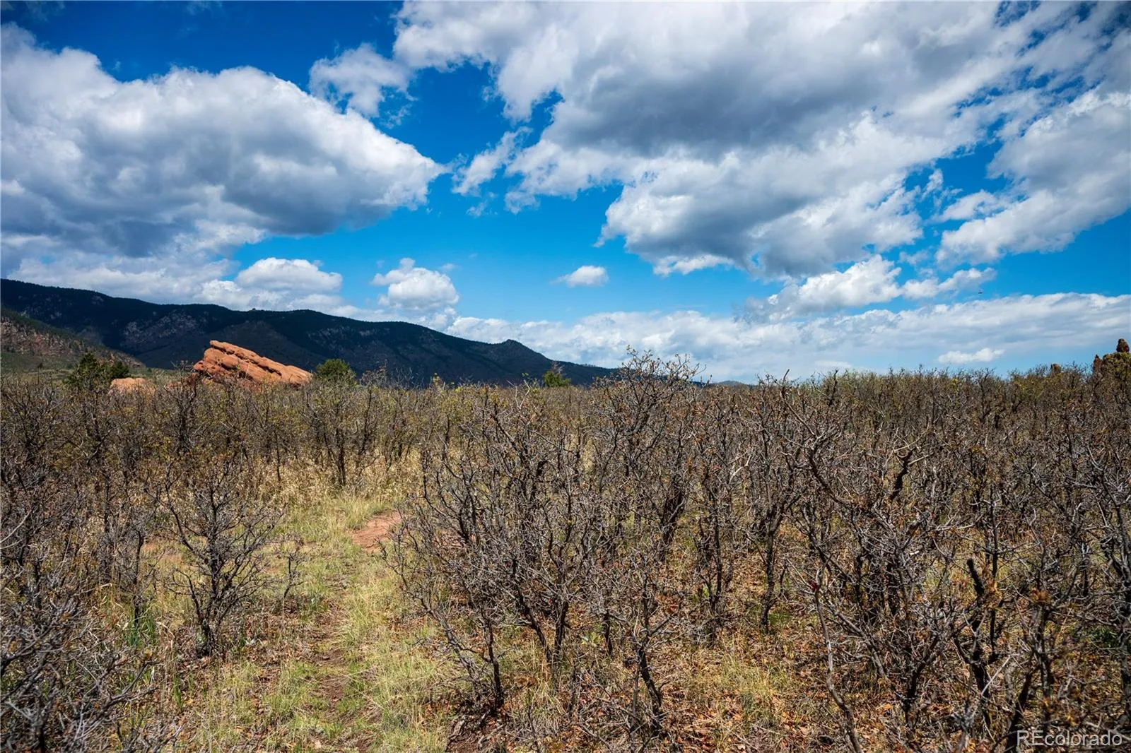 6128 Columbine Court Larkspur CO 80118 | MLS #REC4074062 05282026042547 1600 37