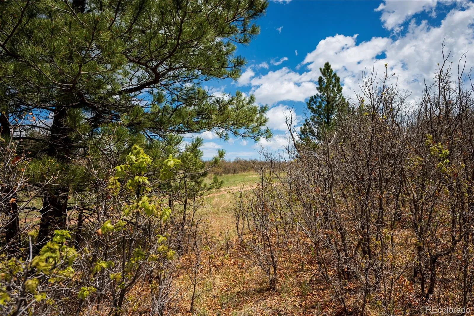 6128 Columbine Court Larkspur CO 80118 | MLS #REC4074062 05282026042547 1600 48