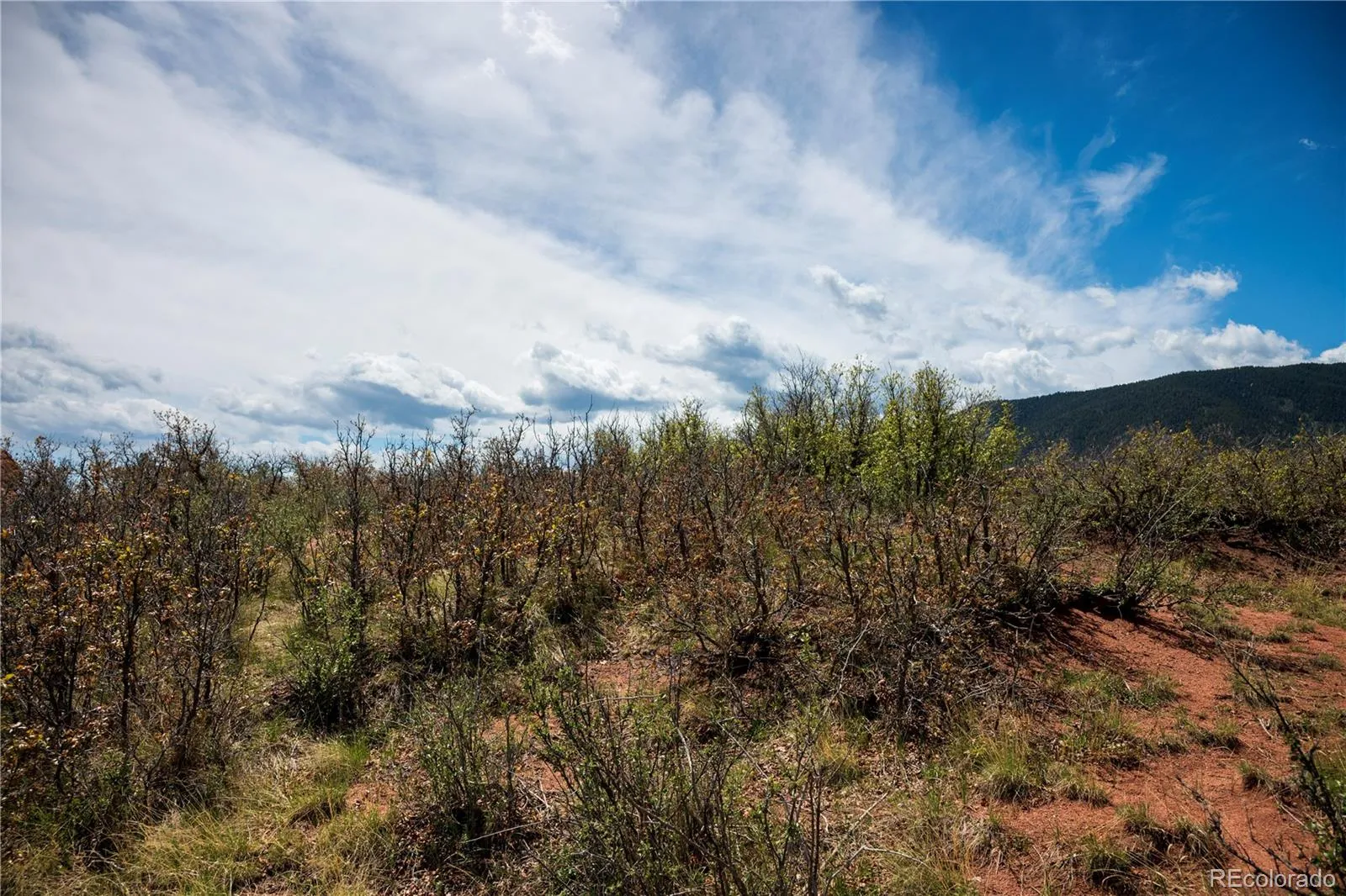 6128 Columbine Court Larkspur CO 80118 | MLS #REC4074062 05282026042547 1600 6