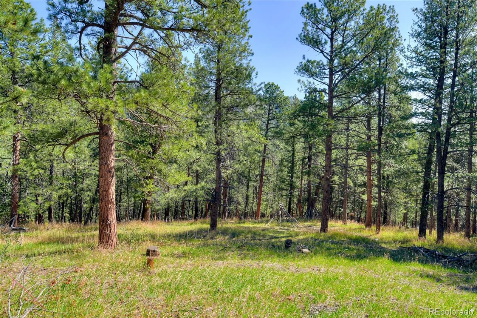 281 Kings Evergreen CO 80439 | MLS #REC4256193 05212026145253 1600 2