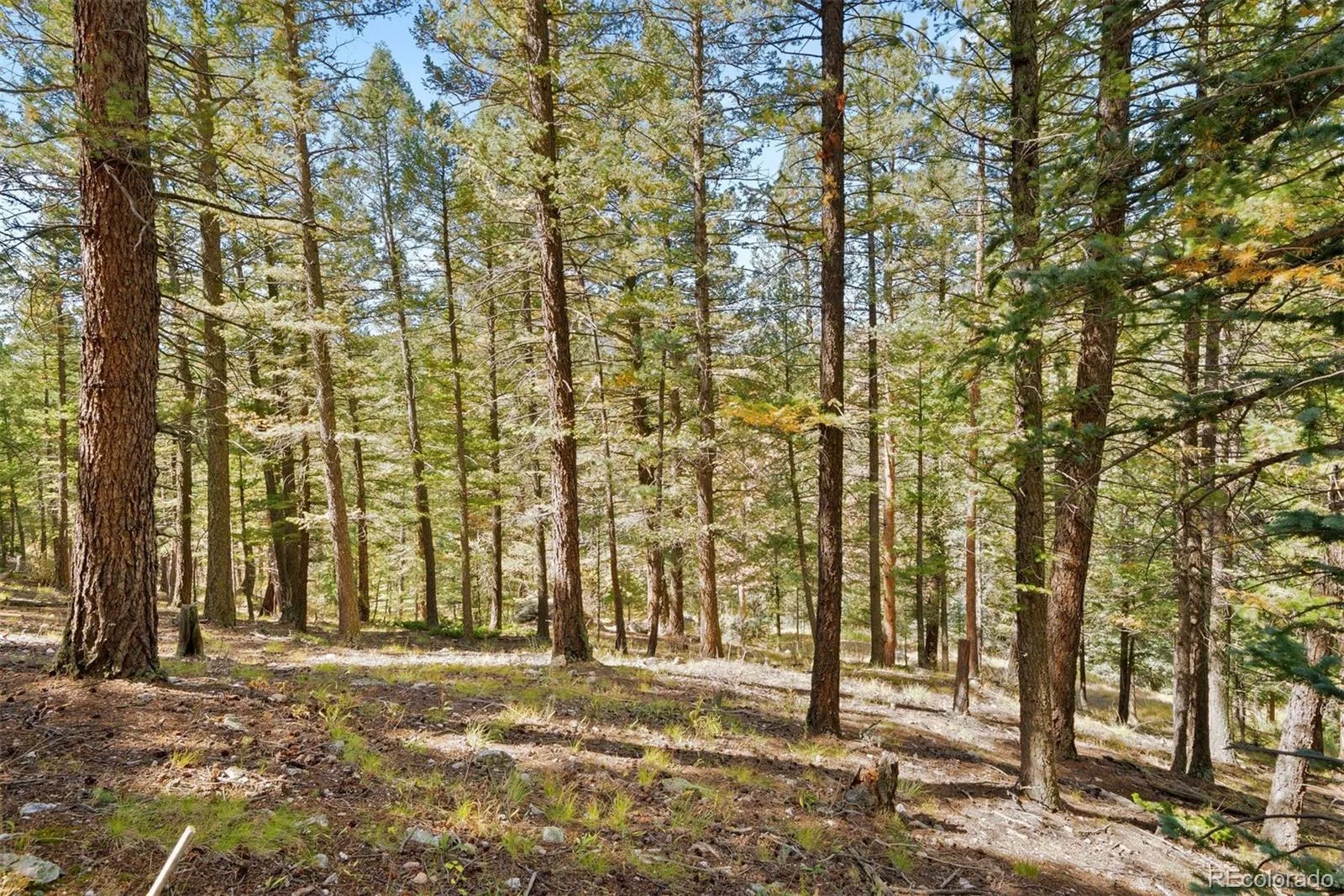 Lot 83 Conifer Drive Evergreen CO 80439 | MLS #REC4303797 07172026182510 1600 16