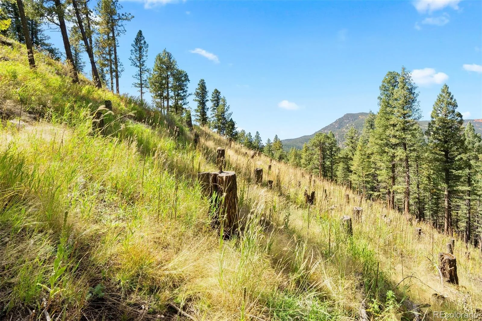 Lot 83 Conifer Drive Evergreen CO 80439 | MLS #REC4303797 07172026182510 1600 17