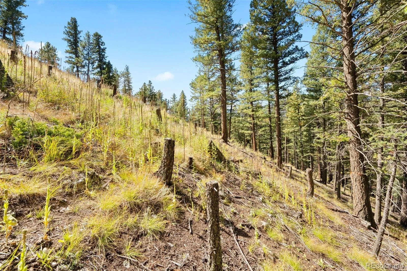 Lot 83 Conifer Drive Evergreen CO 80439 | MLS #REC4303797 07172026182510 1600 30