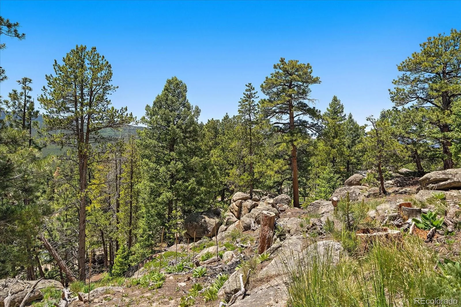 Skunk Alley Evergreen CO 80439 | MLS #REC4319366 08112026132505 1600 14