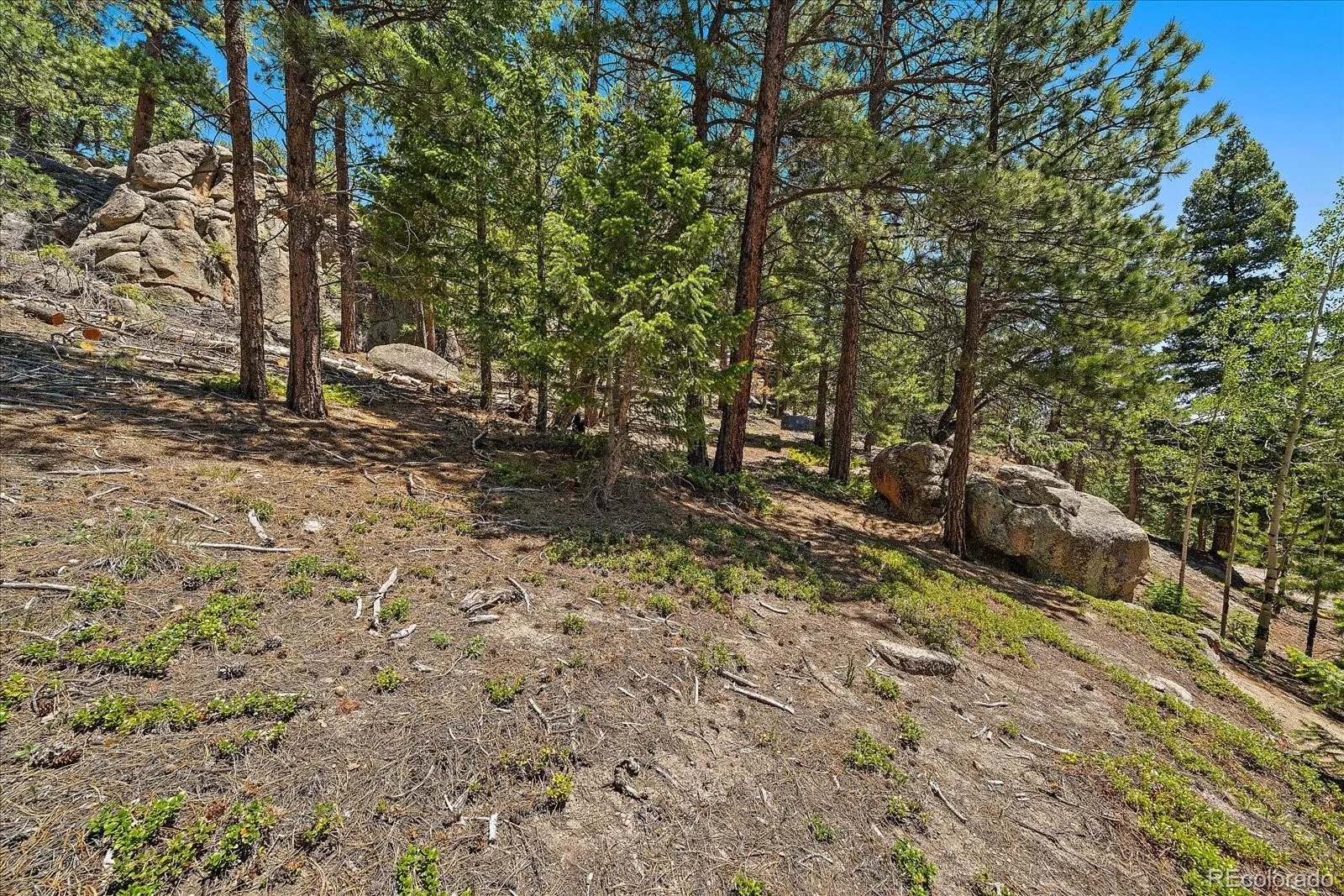 Skunk Alley Evergreen CO 80439 | MLS #REC4319366 08112026132505 1600 5