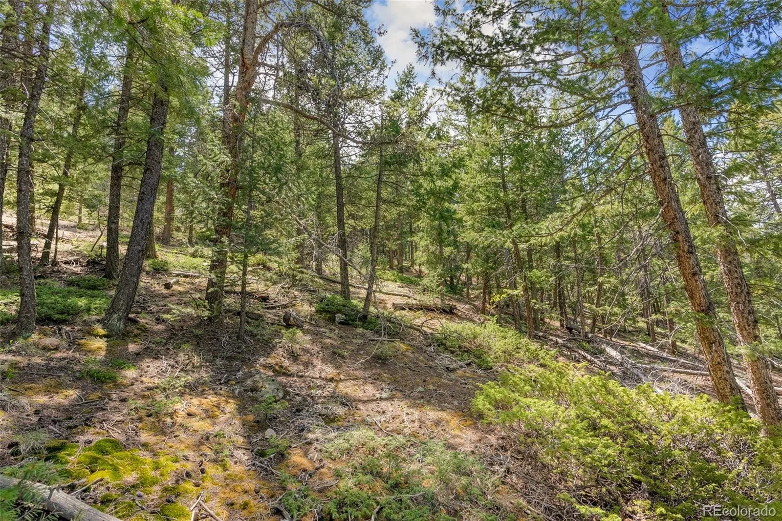 Lost Cabin Trail Evergreen CO 80439 | MLS #REC4424617 04162026081808 1600 12