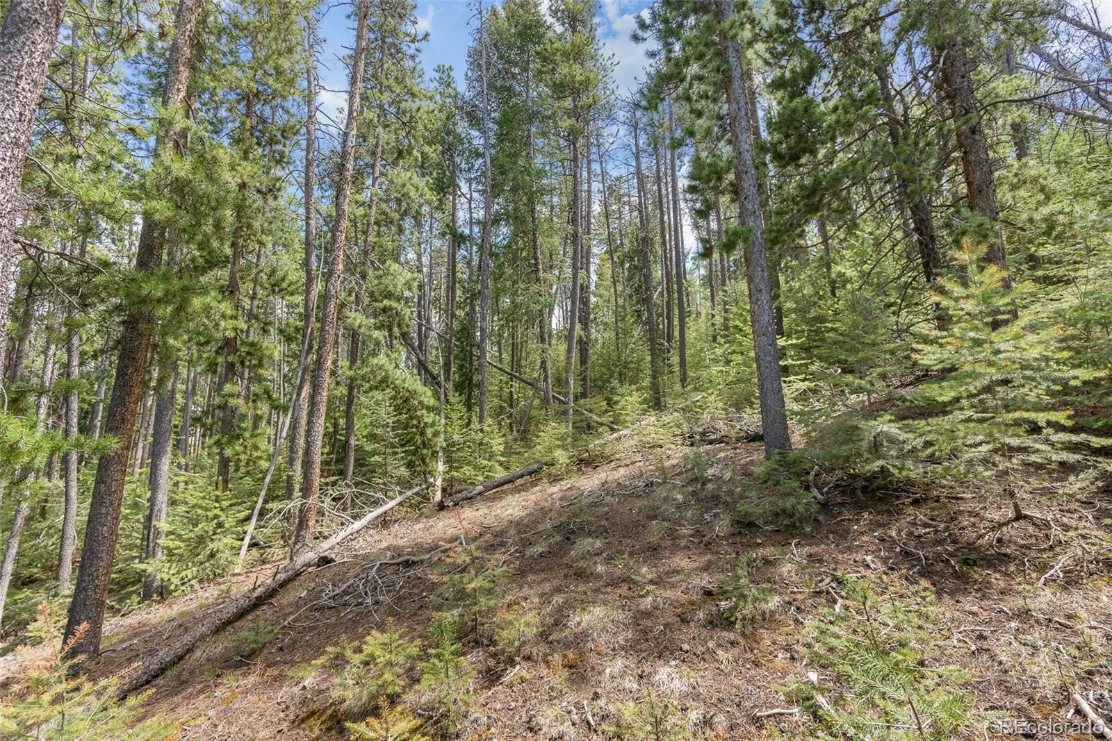 Lost Cabin Trail Evergreen CO 80439 | MLS #REC4424617 04162026081808 1600 2