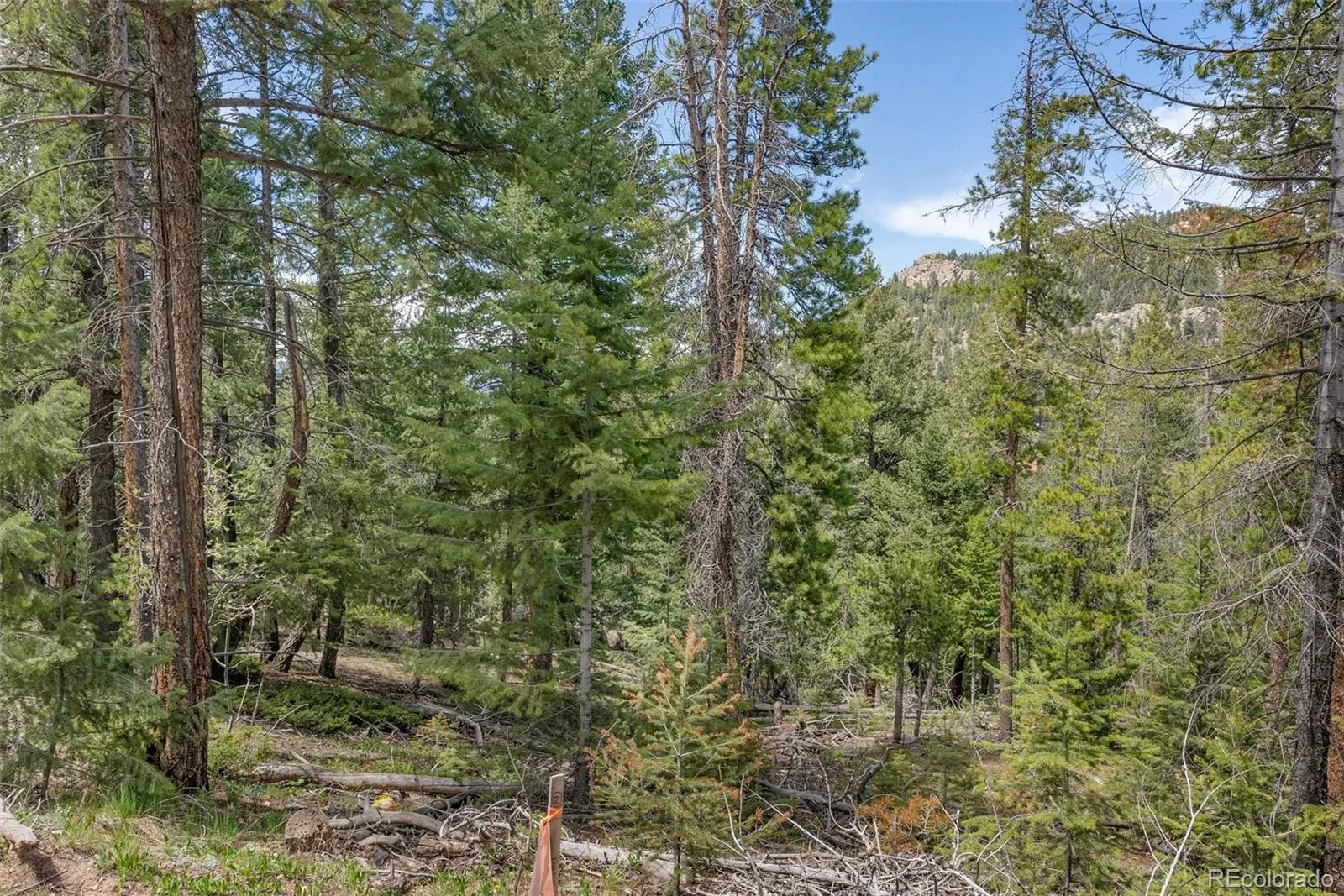 Lost Cabin Trail Evergreen CO 80439 | MLS #REC4424617 04162026081808 1600 3