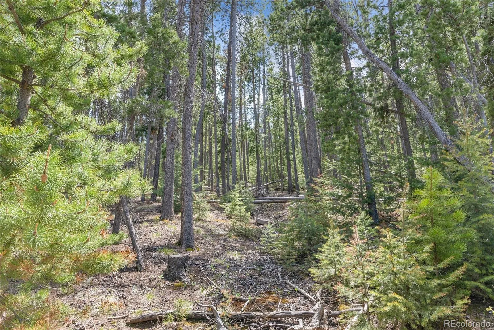 Lost Cabin Trail Evergreen CO 80439 | MLS #REC4424617 04162026081808 1600 4