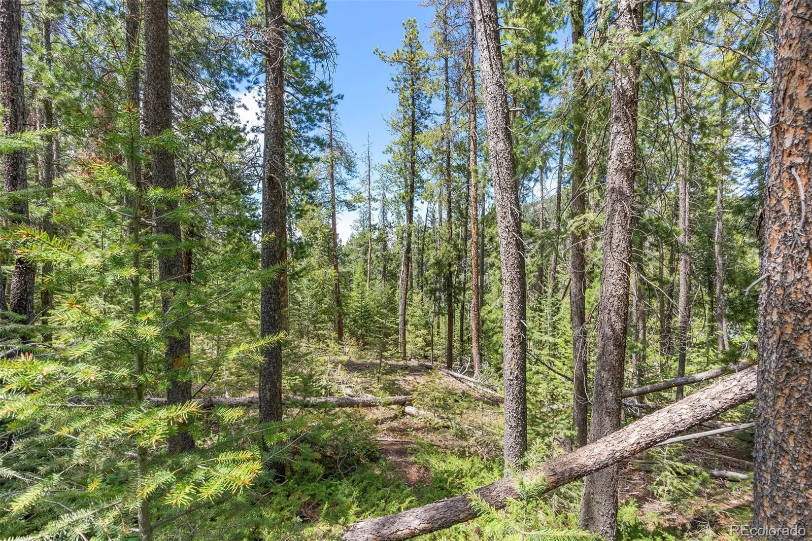 Lost Cabin Trail Evergreen CO 80439 | MLS #REC4424617 04162026081808 1600 7