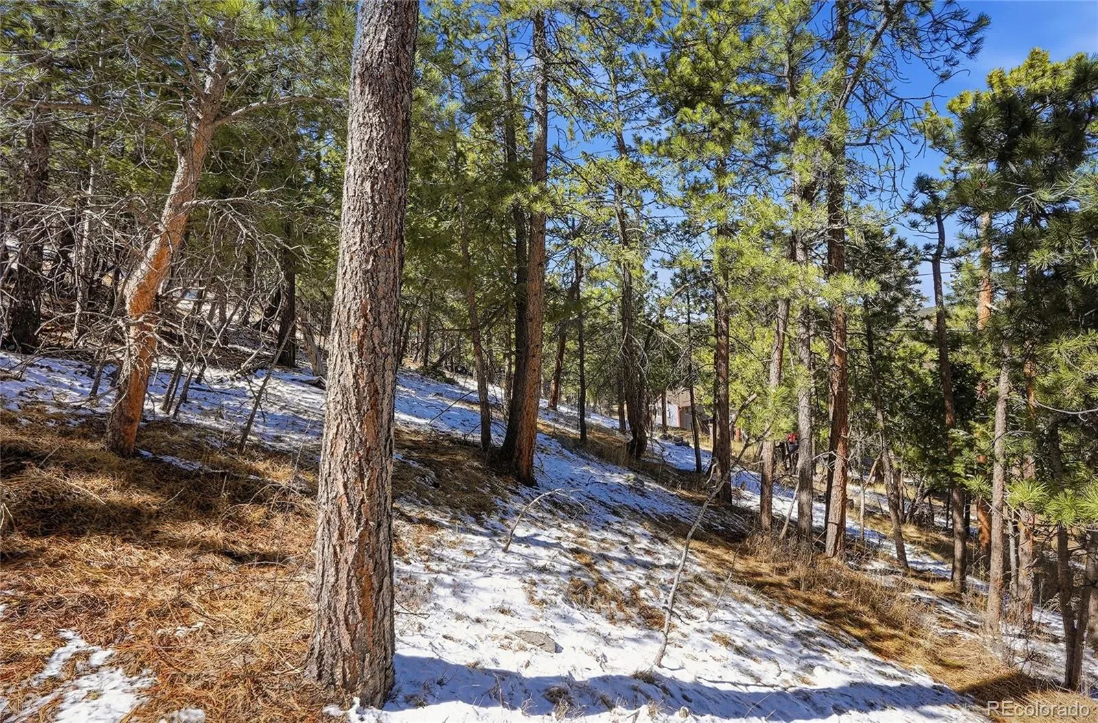 3025 Yucca Drive Evergreen CO 80439 | MLS #REC4662105 03132026193618 1600 16