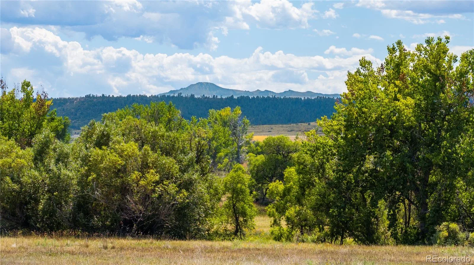 4959 Bayou Gulch Street Parker CO 80134 | MLS #REC4739686 08262026150635 1600 2