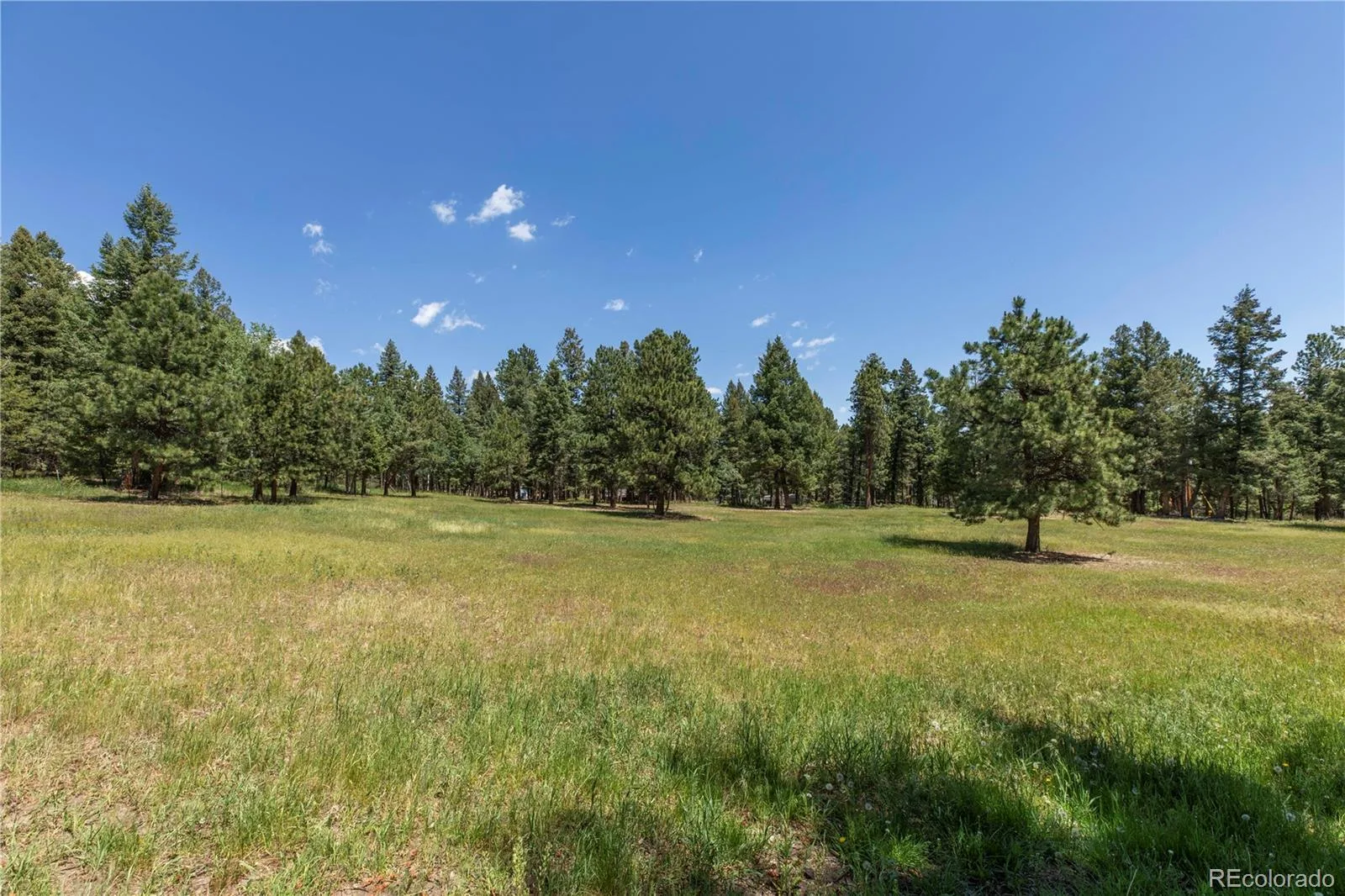 8830 Blue Creek Road Evergreen CO 80439 | MLS #REC4996446 07202026033907 1600 8