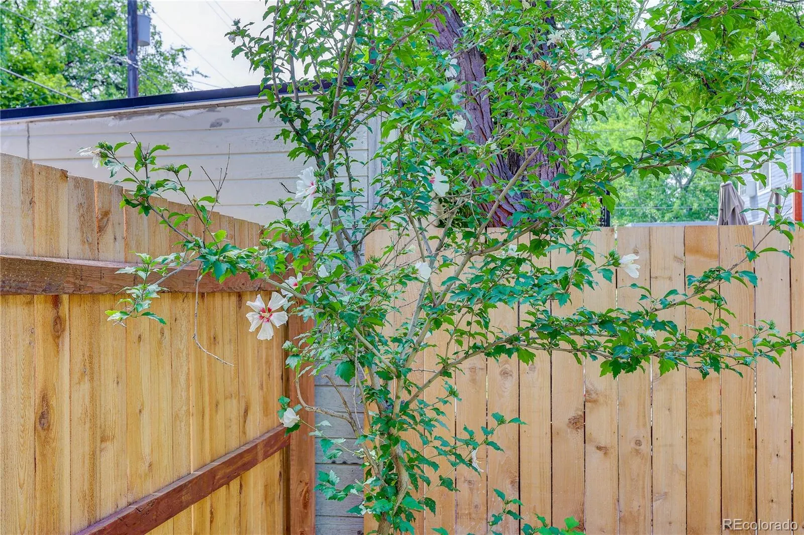 734 N Downing Street Denver CO 80218 MLS #REC5020103 05232026094319 1600 18